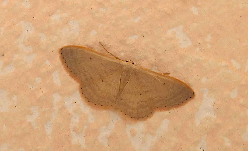 Idaea distinctaria ?